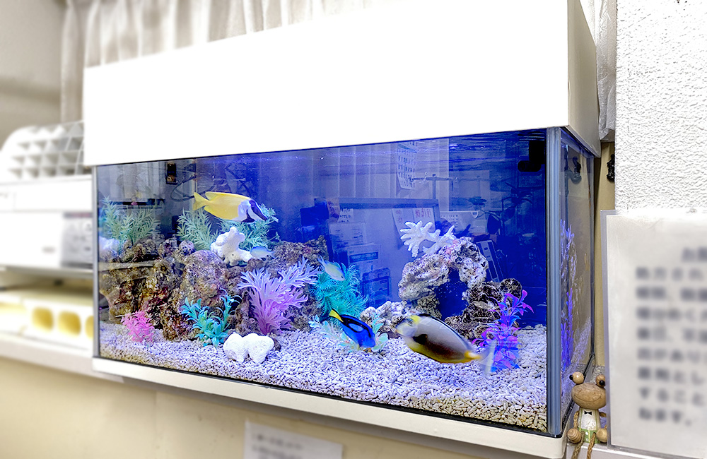 海水魚と人工サンゴを配置した白い枠の横長水槽