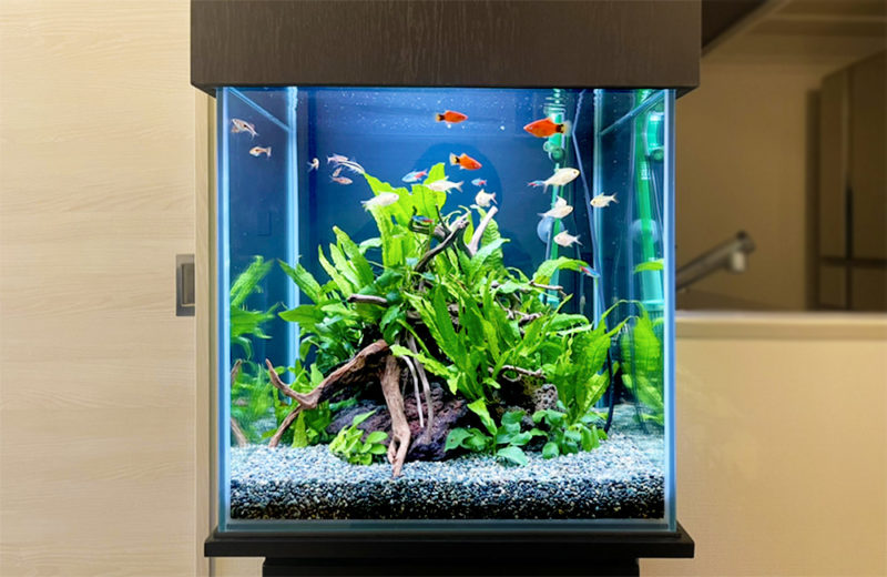 埼玉県 個人宅 45cm淡水魚水槽 レンタル事例 水槽画像2