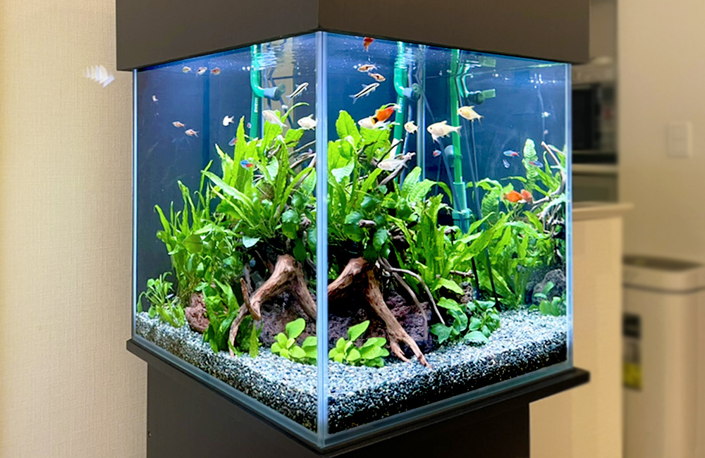 埼玉県 個人宅 45cm淡水魚水槽 レンタル事例 メイン画像