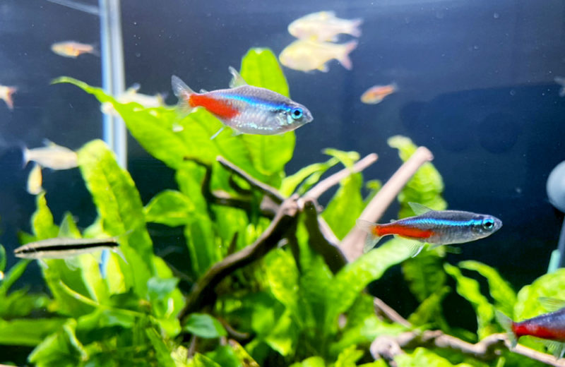 埼玉県 個人宅 45cm淡水魚水槽 レンタル事例 水槽画像5