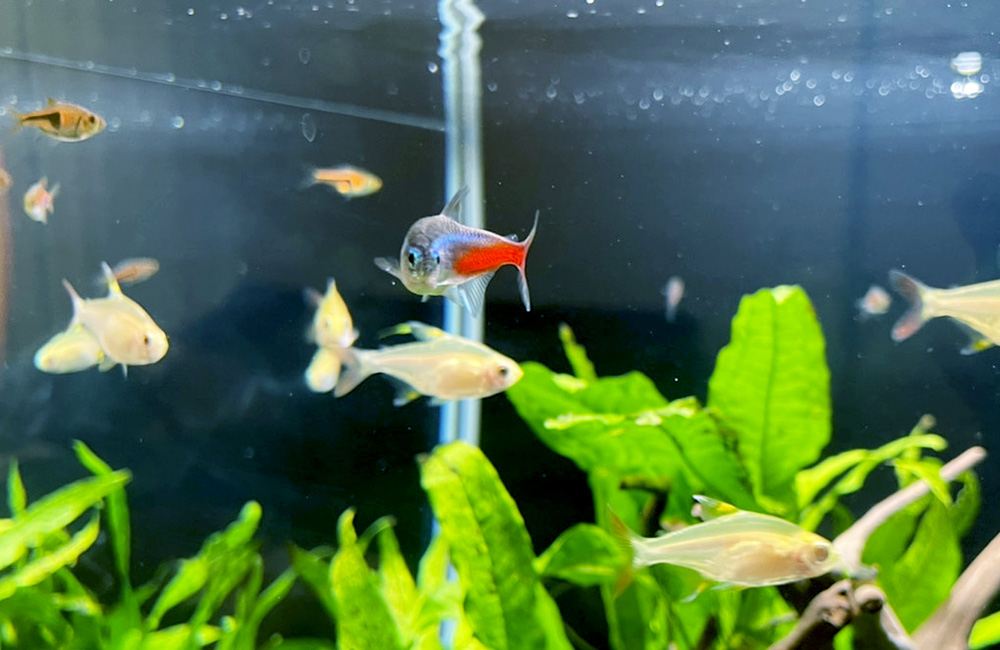 水草水槽を泳ぐネオンテトラの仲間と小型熱帯魚群