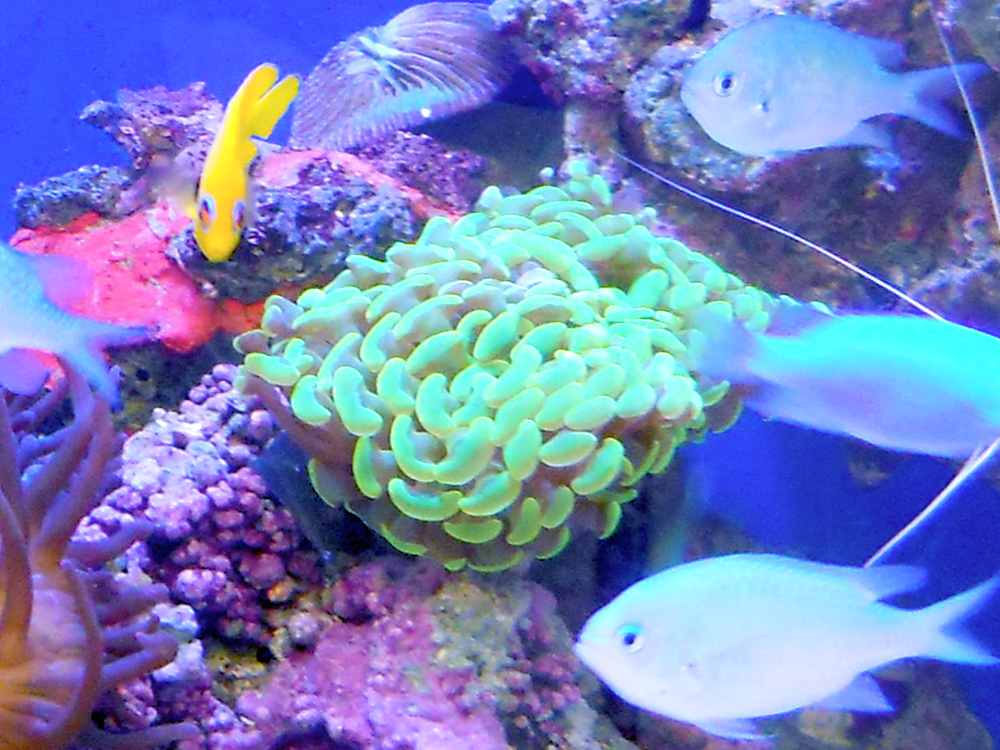 サンゴの周囲を泳ぐ黄色や水色の海水魚とライブロック
