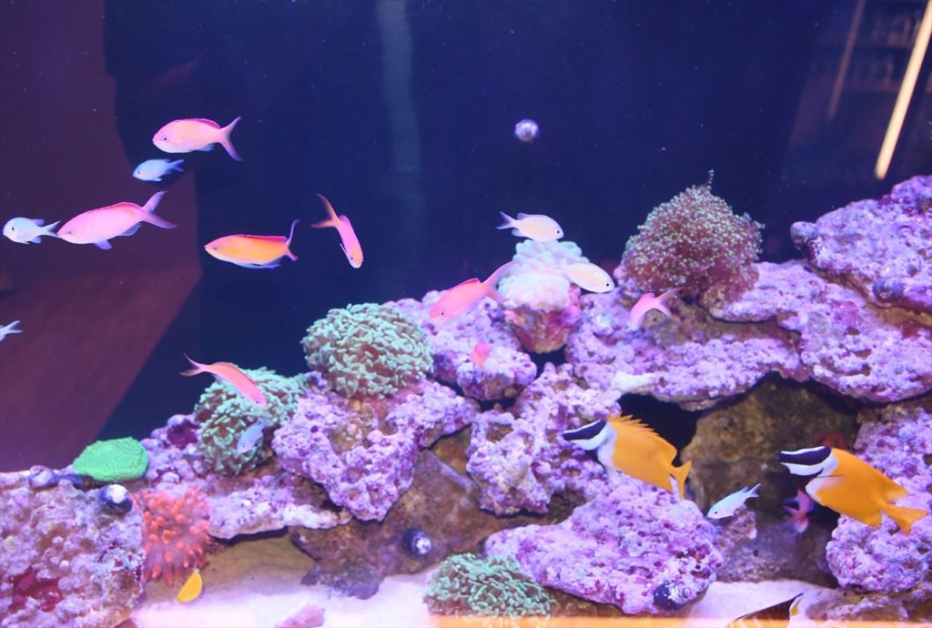 サンゴ岩の周りを泳ぐ海水魚とハナダイの仲間たち