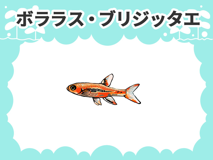 ボララス・ブリジッタエのお魚図鑑