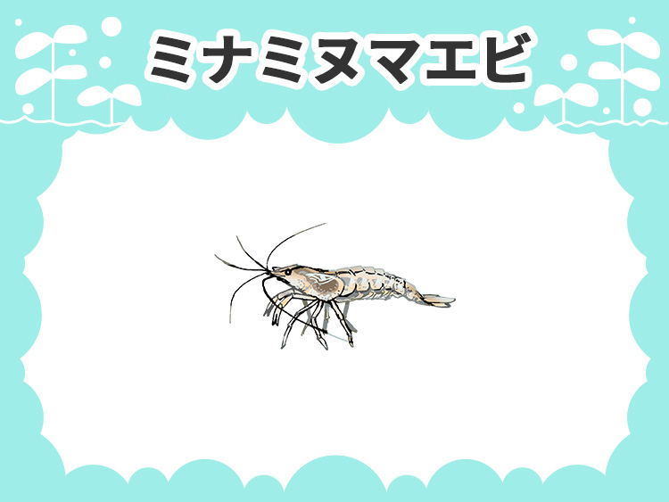 ミナミヌマエビのお魚図鑑