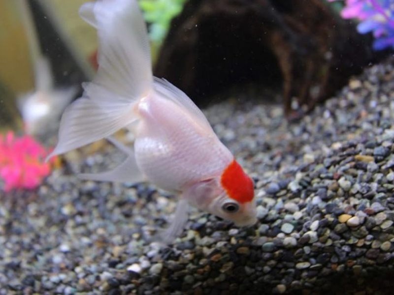 砂利の上を泳ぐ頭部が赤い白い金魚と水槽レイアウト