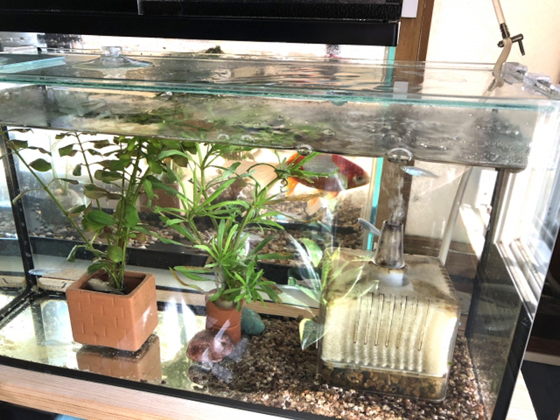 金魚と水草と投げ込み式フィルターのある水槽内景