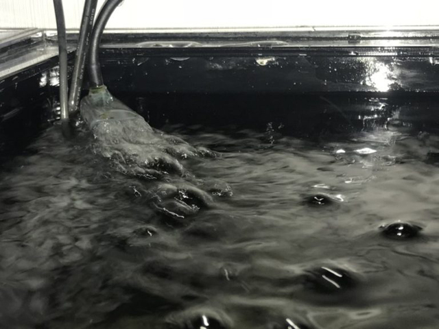 水槽の排水口から勢いよく水が流れ出る水面