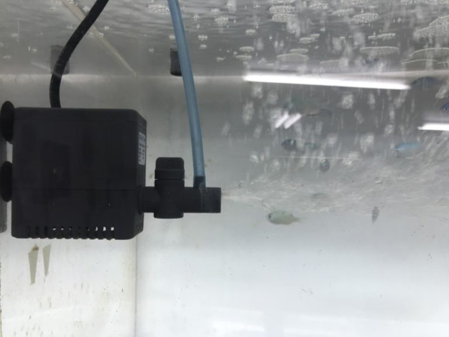 水槽内に設置された水中ポンプと気泡を出す吐出口