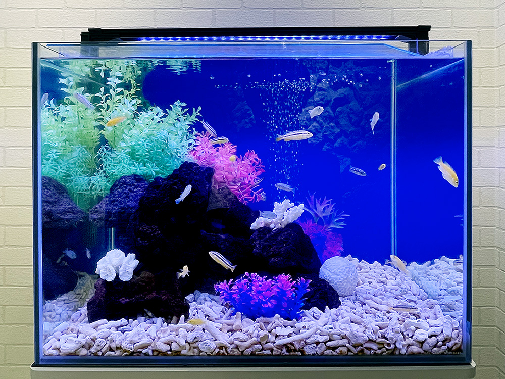 熱帯魚水槽の音がうるさい!気になる音の原因と静音対策を教えます!のサムネイル画像
