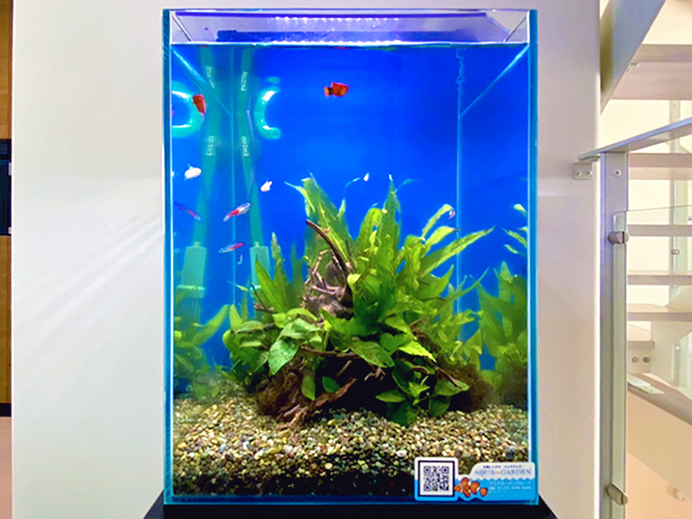 青い背景の水槽で泳ぐネオンテトラの仲間と水草のレイアウト