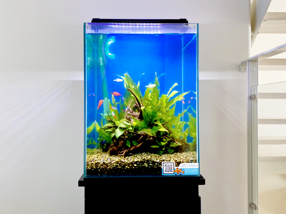 青い背景に流木と水草を配置した熱帯魚水槽の全景