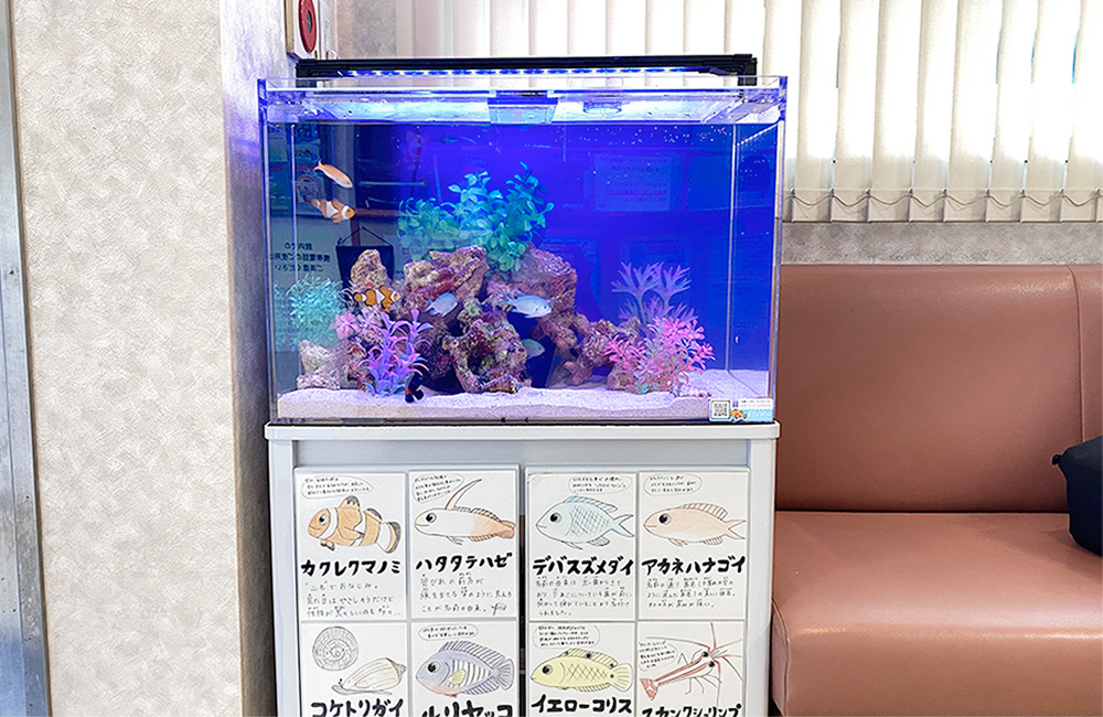 魚のイラスト解説付き水槽台と海水魚水槽の設置例