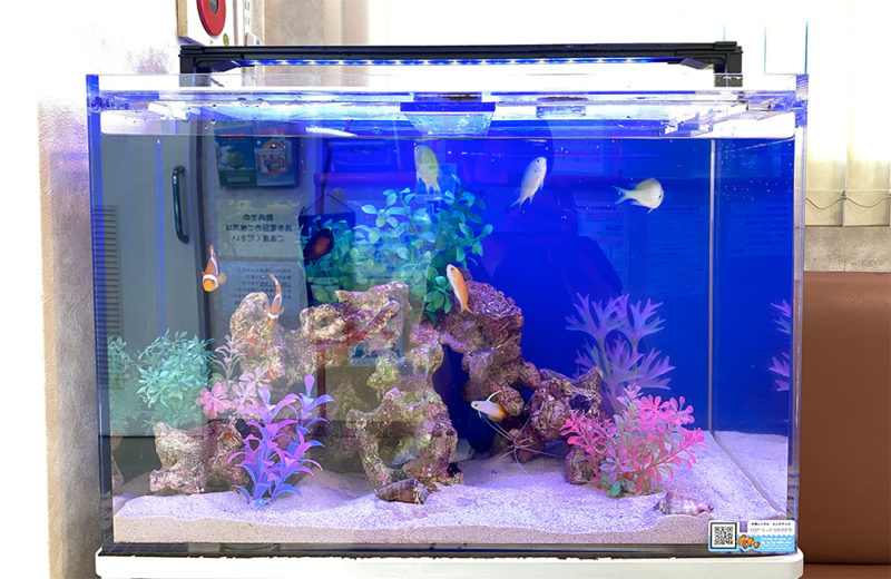 東京都 眼科様 60cm海水魚水槽 レンタル事例 その後 水槽画像4