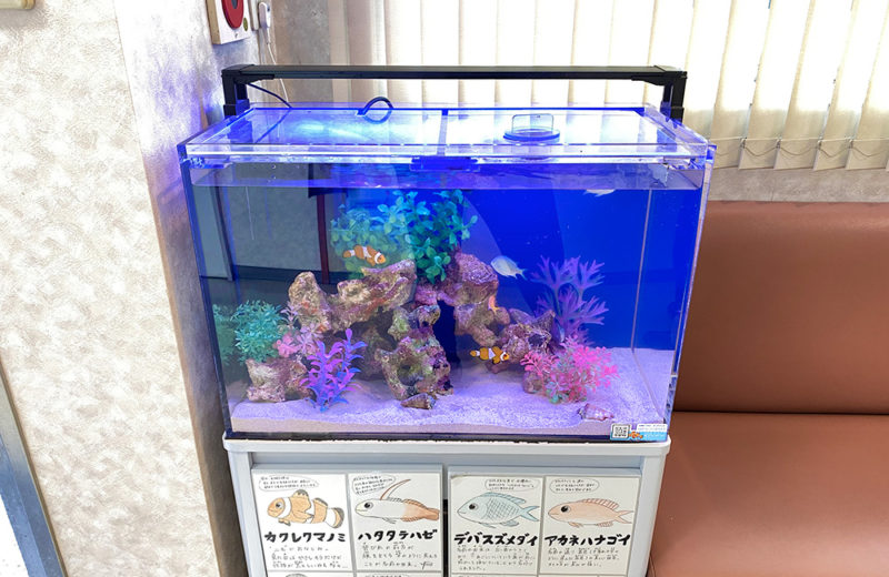 東京都 眼科様 60cm海水魚水槽 レンタル事例 その後 水槽画像5
