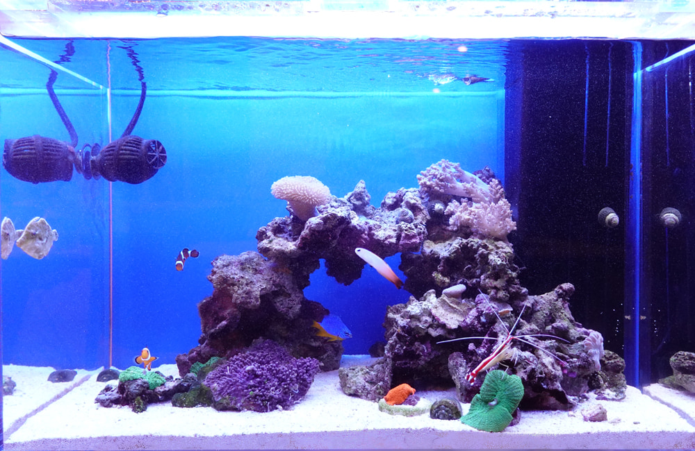 ライブロックとクマノミが泳ぐ海水魚水槽のレイアウト