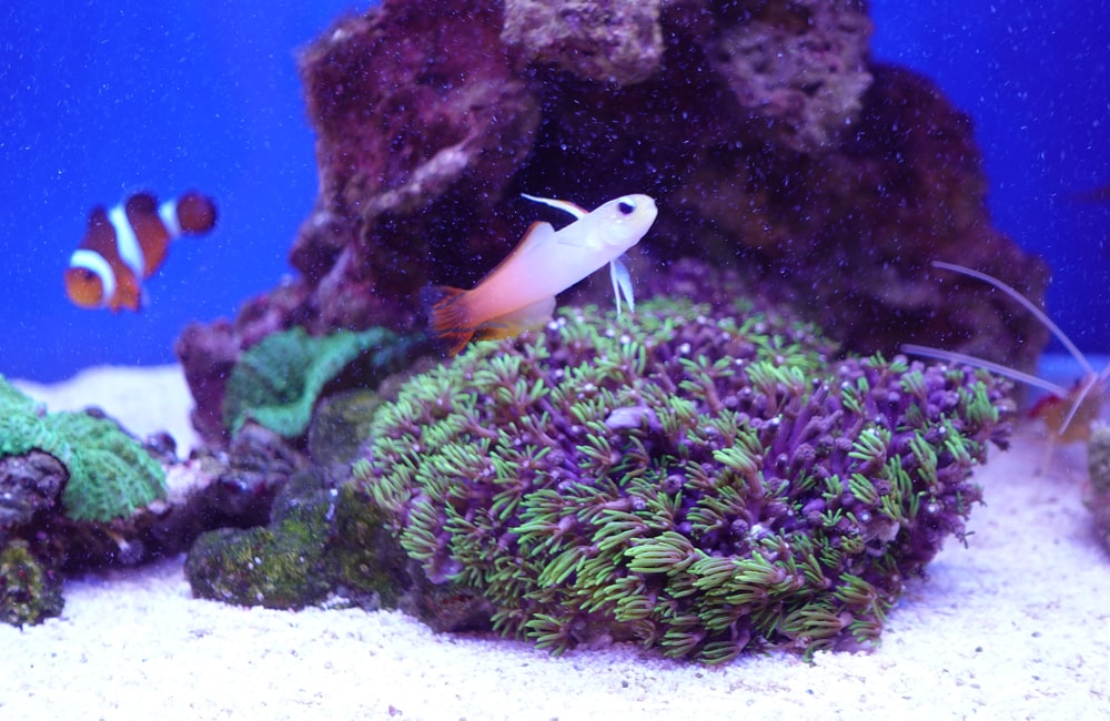 サンゴの上を泳ぐハタタテハゼとカクレクマノミの海水槽