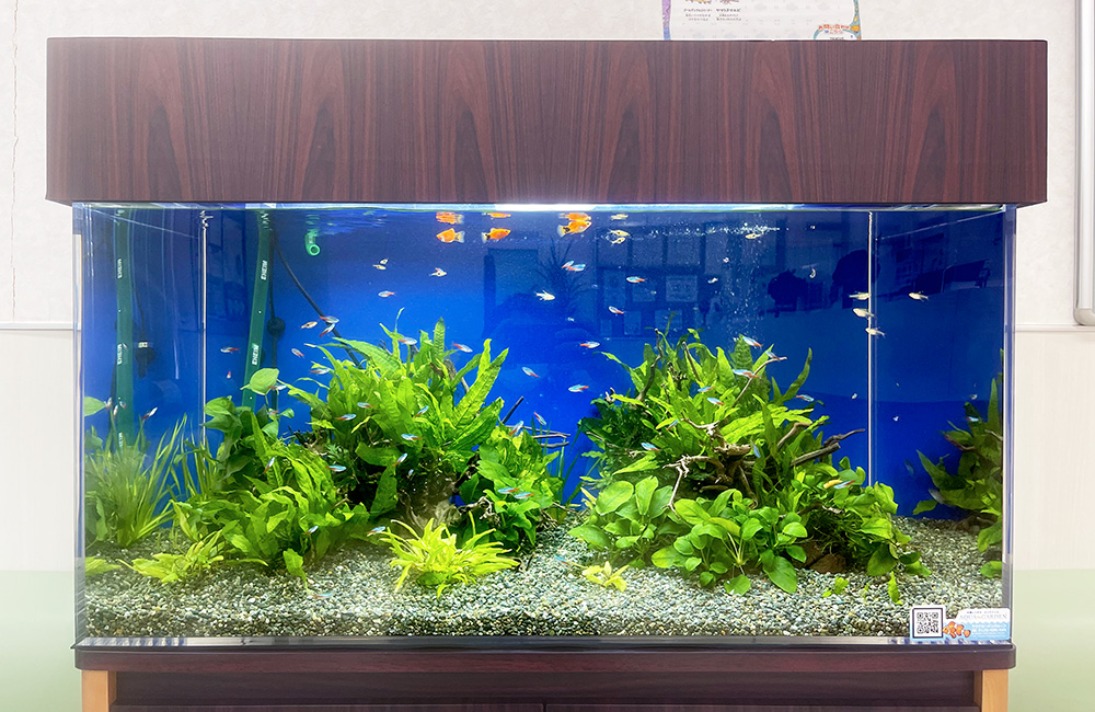 水草とネオンテトラの仲間が泳ぐ大型の熱帯魚水槽