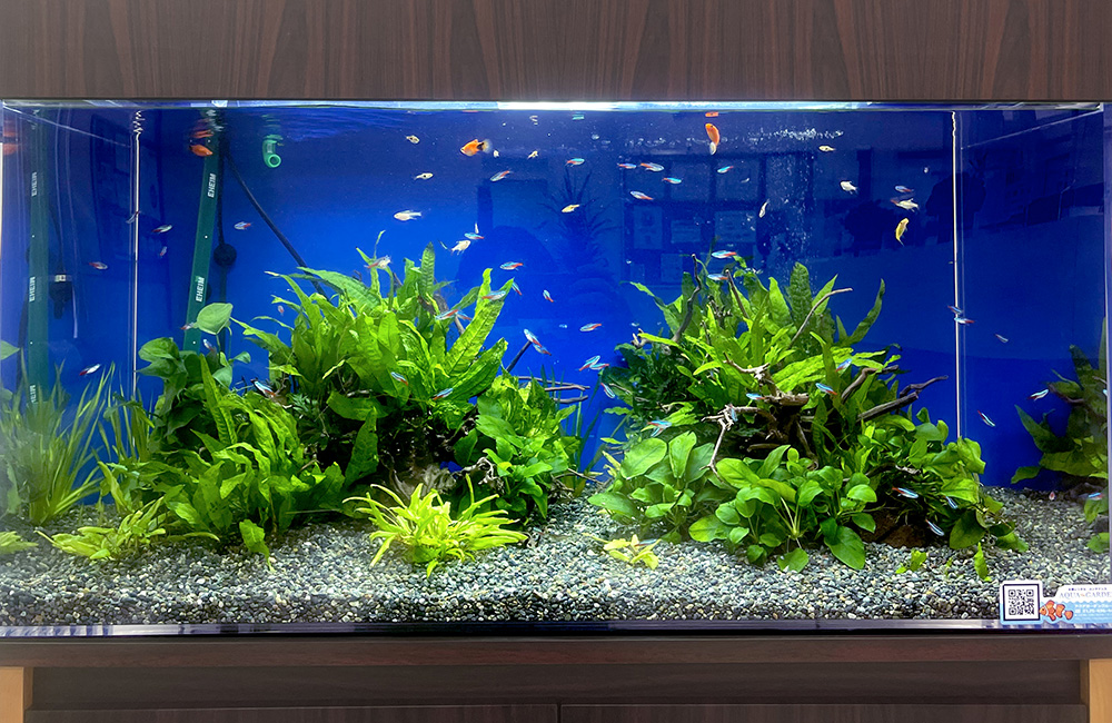 青い背景の水槽を泳ぐ小型カラシンと水草のレイアウト