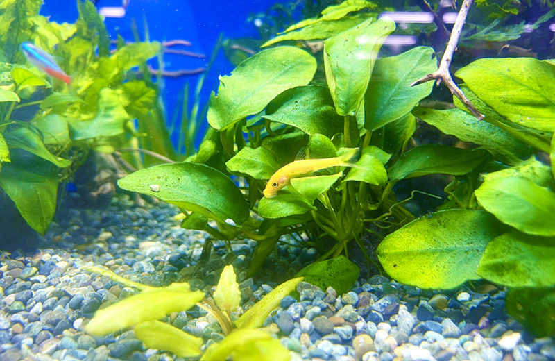 アヌビアス類に付着する黄色い魚とネオンテトラの仲間