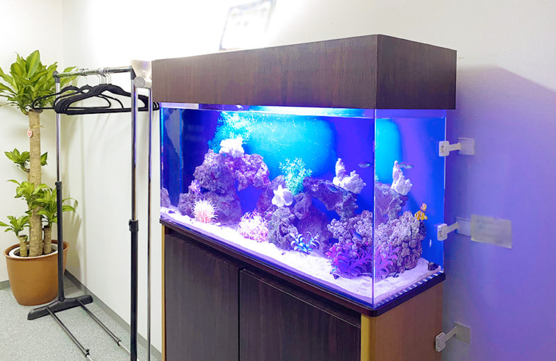 東京都中央区 オフィス事務所 90cm海水魚水槽 レンタル事例 その後 水槽画像1