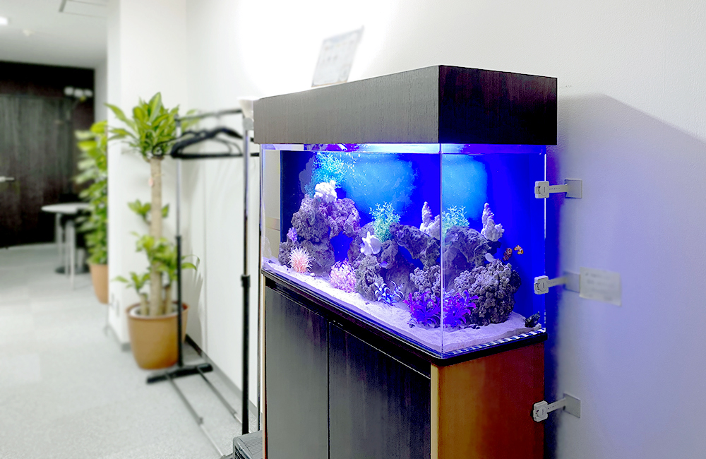 青い照明が灯るオフィス設置の海水魚水槽とライブロック
