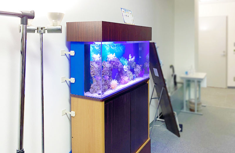 東京都中央区 オフィス事務所 90cm海水魚水槽 レンタル事例 その後 水槽画像3