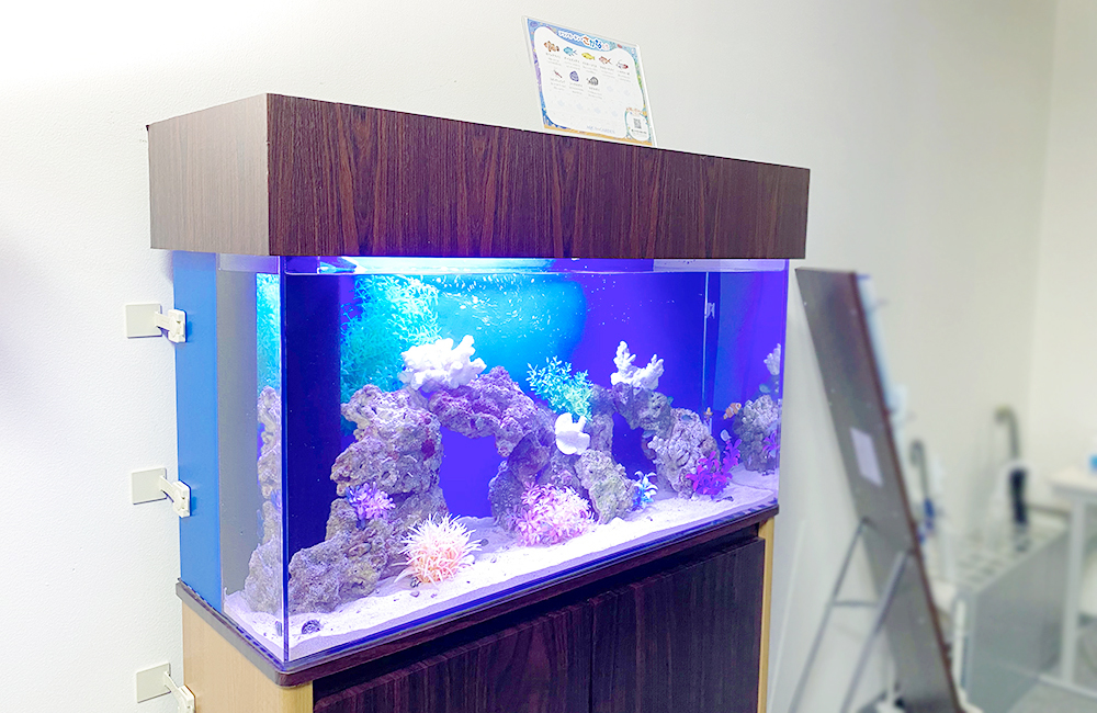 青い照明に照らされた岩組みのある海水魚水槽