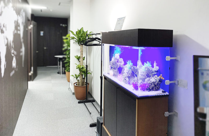 東京都中央区 オフィス事務所 90cm海水魚水槽 レンタル事例 その後 水槽画像5
