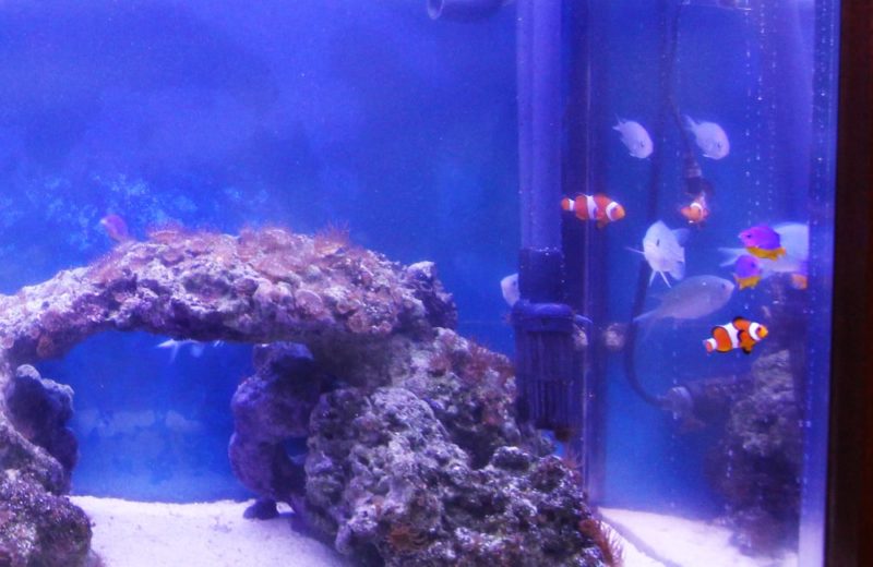個人宅　お客様の90cm海水魚水槽をメンテナンスしています 水槽画像３