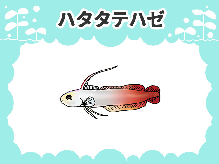 ハタタテハゼのお魚図鑑