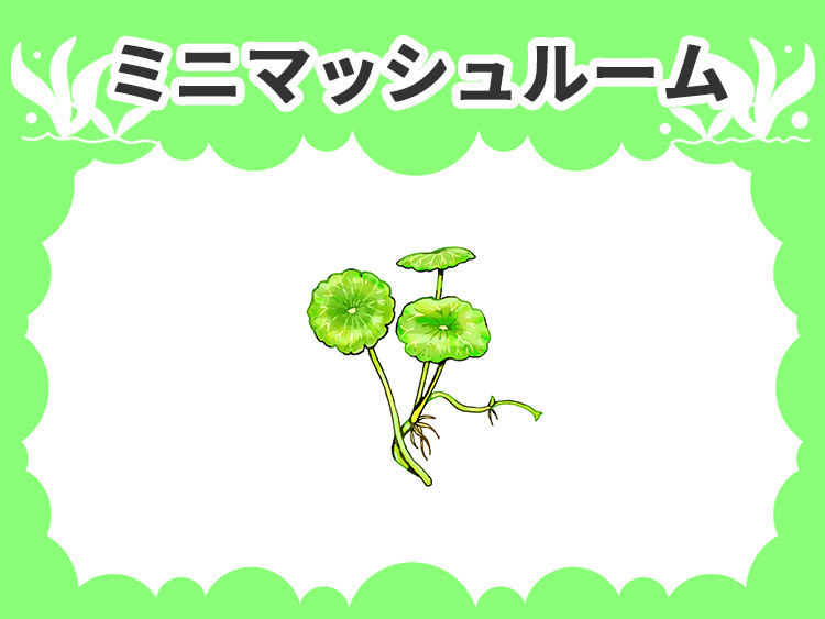 ミニマッシュルームの水草図鑑