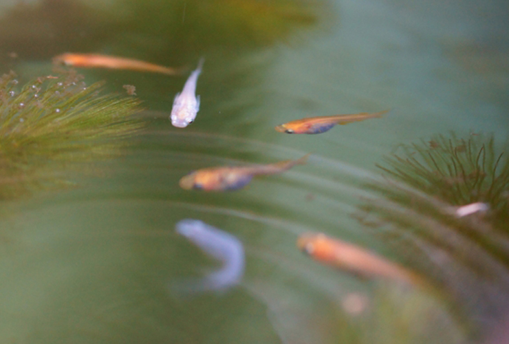 水面に波紋が広がる水槽を泳ぐメダカと水草