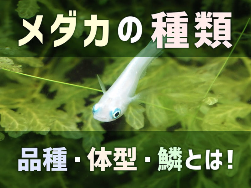 メダカの種類や品種・体型・鱗についての見出し画像