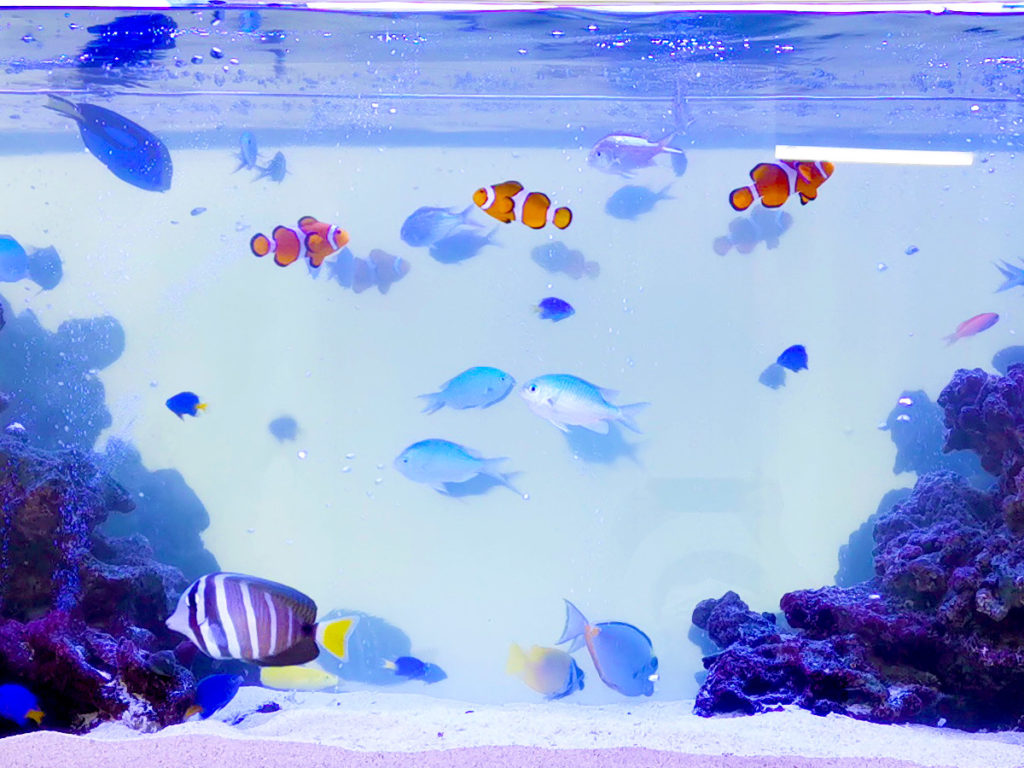 カクレクマノミやスズメダイが泳ぐ海水魚水槽の全景