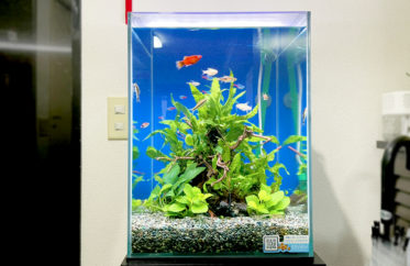 東京都 事務所 30cm淡水魚水槽 レンタル事例