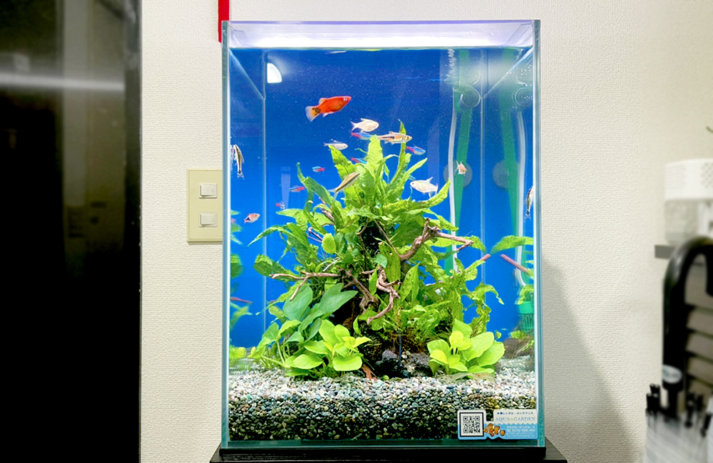 東京都 事務所 30cm淡水魚水槽 レンタル事例のサムネイル画像