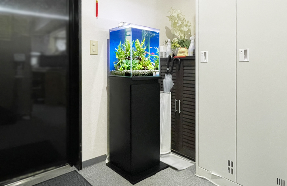 黒い水槽台に設置された水草の茂る小型水槽の設置例