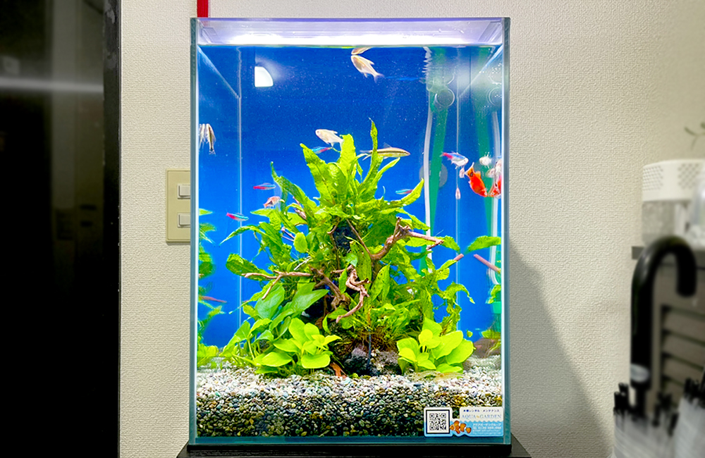 水草とネオンテトラの仲間が泳ぐ縦長の水槽レイアウト