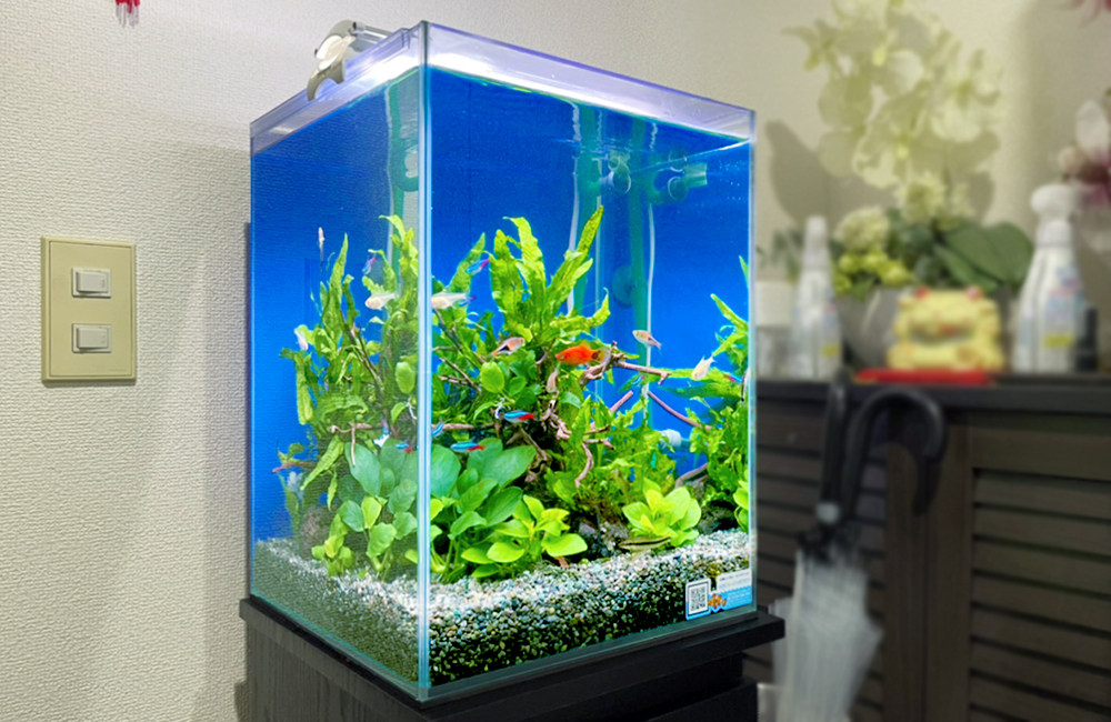 ネオンテトラの仲間が泳ぐ水草レイアウトの小型水槽