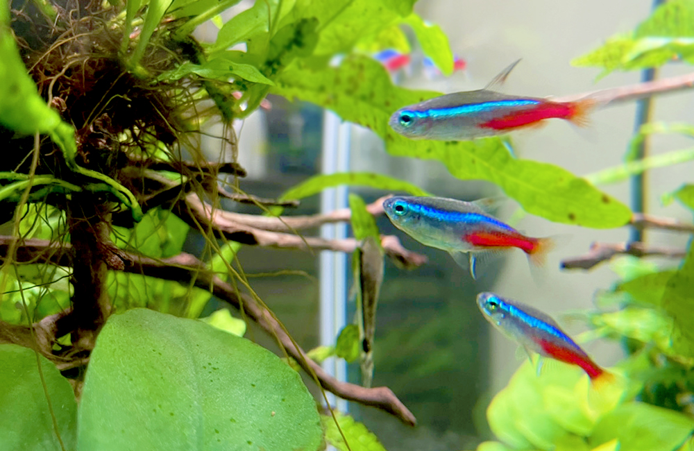 水草の間を泳ぐネオンテトラの仲間と流木のレイアウト