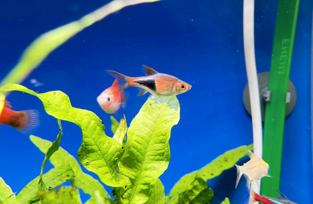 水草の上を泳ぐラスボラの仲間と小型熱帯魚たち