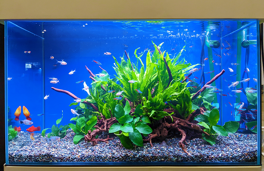 流木と水草に群れるネオンテトラの仲間と小型熱帯魚の水槽