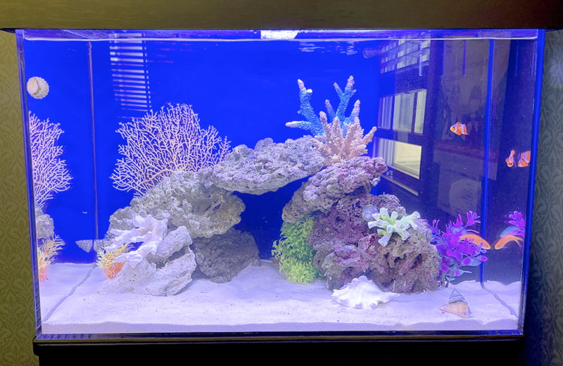 神奈川県 歯科様 60cm海水魚水槽 レンタル事例 水槽画像5