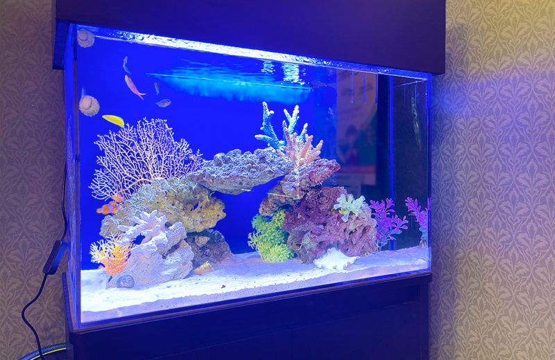 神奈川県 歯科様 60cm海水魚水槽 レンタル事例 水槽画像2
