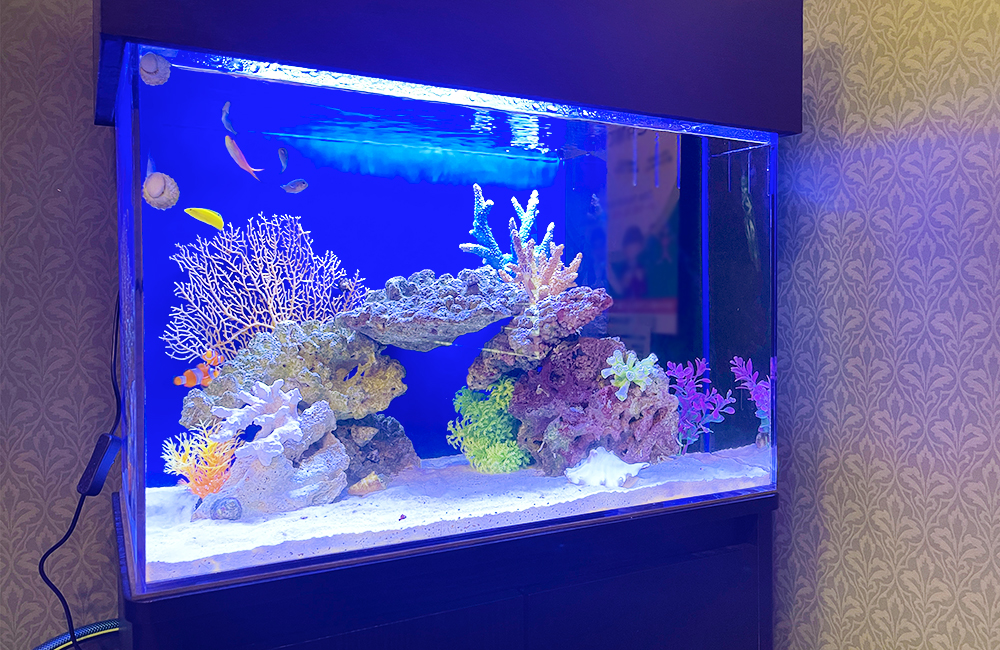 青い照明に照らされた海水魚とサンゴのレイアウト水槽