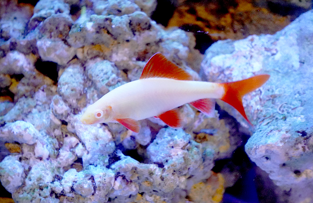白い体と赤いヒレを持つ熱帯魚と水槽内の岩組み