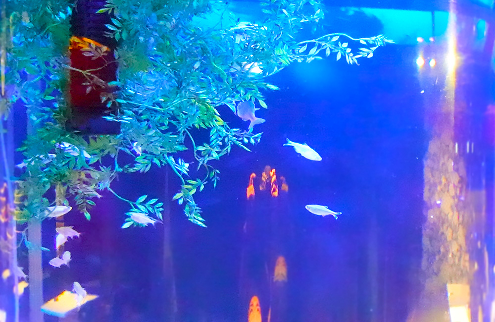 青い照明の水槽内を泳ぐメダカと人工水草のレイアウト