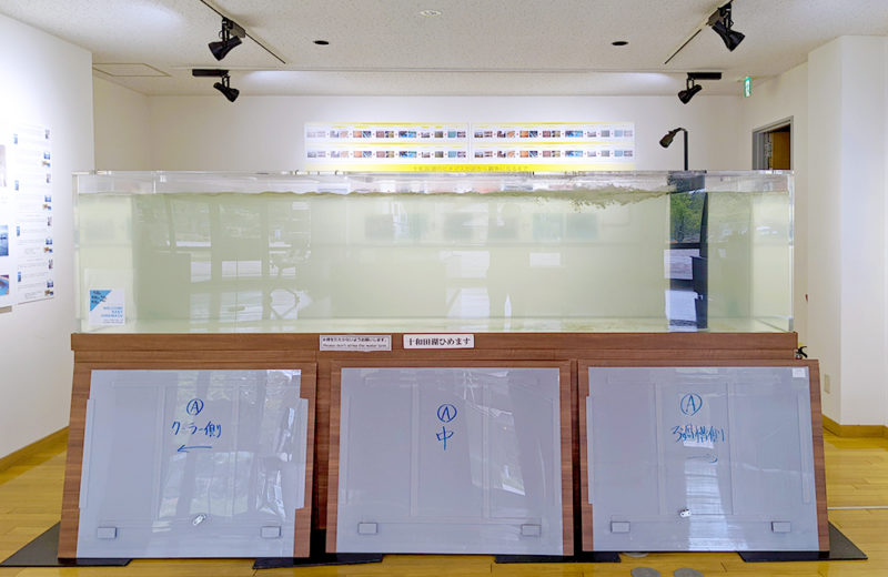 青森県 観光交流センター様 大型淡水水槽 スポットメンテナンス事例 水槽画像4