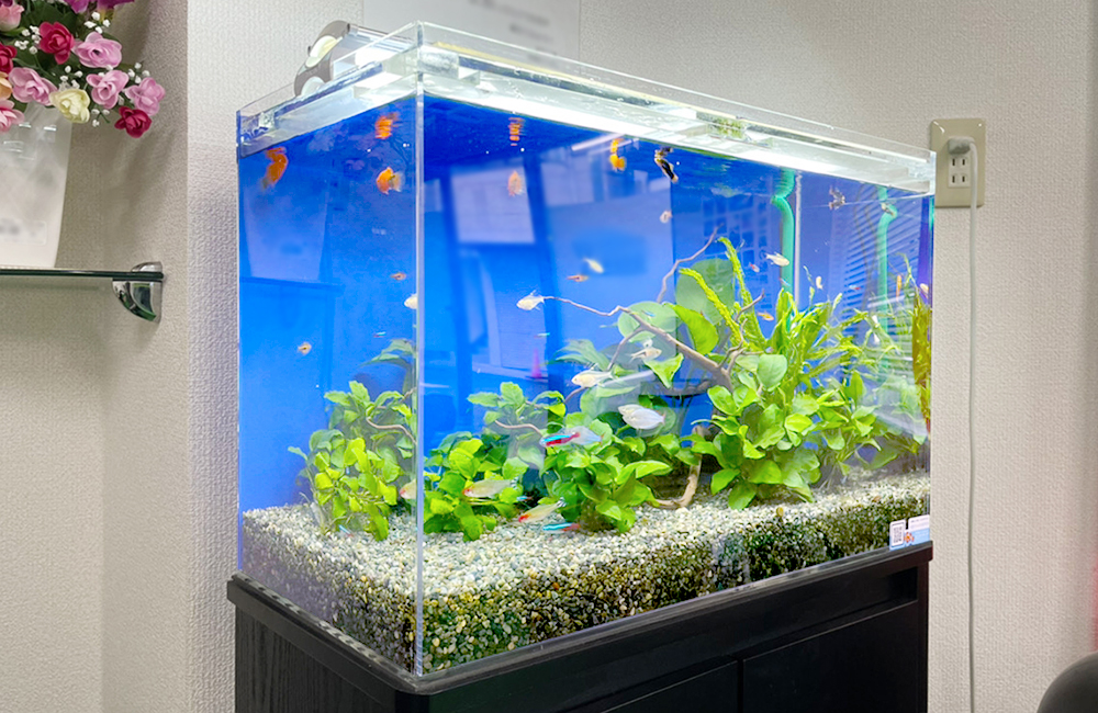 青い背景の水槽で泳ぐネオンテトラの仲間と水草のレイアウト